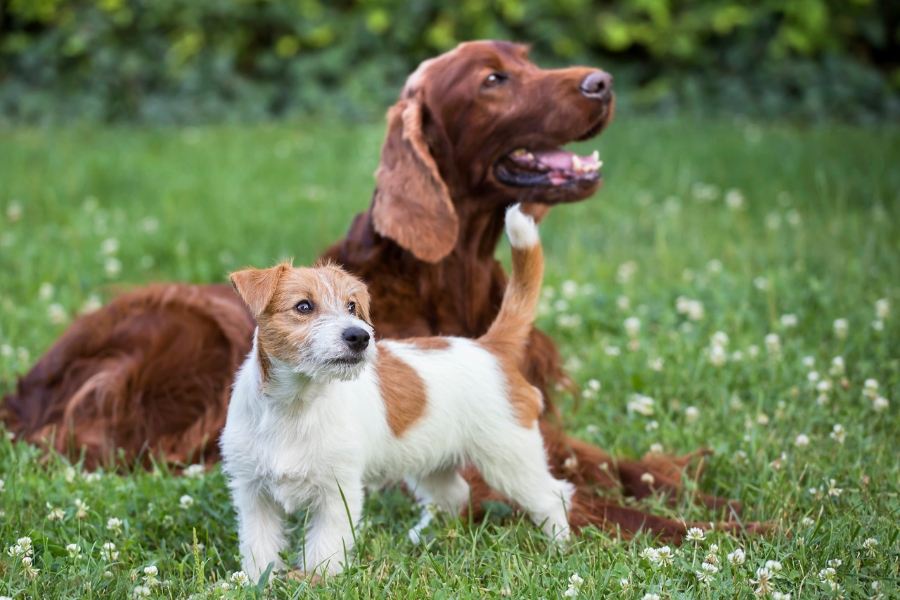 Happy Friendship Day With Dog Quotes