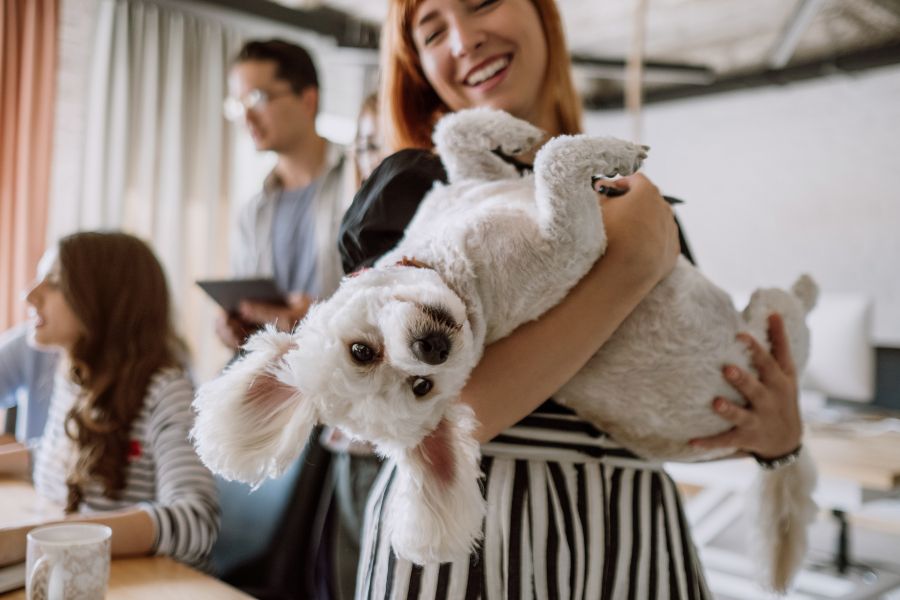 Dog Friendly Quotes