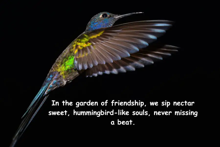 Hummingbird Friendship Quotes